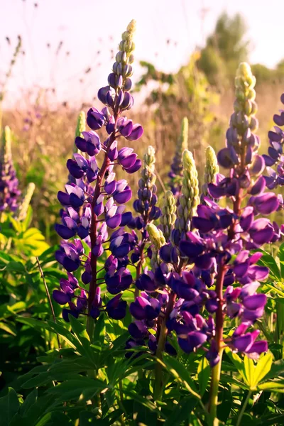 Λουλούδια Του Lupinus Στην Άνθιση Όμορφοι Ανθίζοντας Λιβάδι — Φωτογραφία Αρχείου