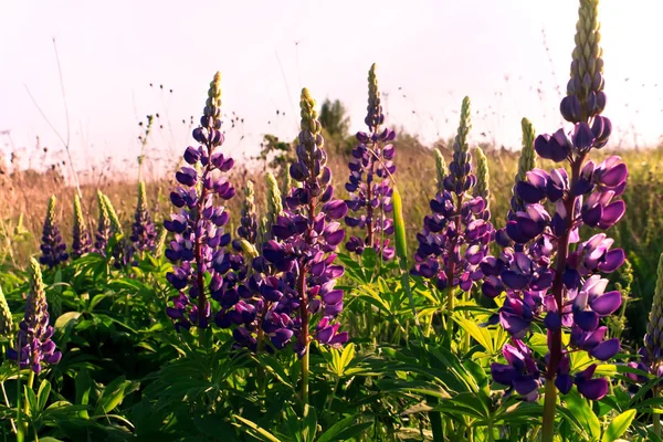 Fiori Lupino Fiore Bellissimo Prato Fiorito — Foto Stock