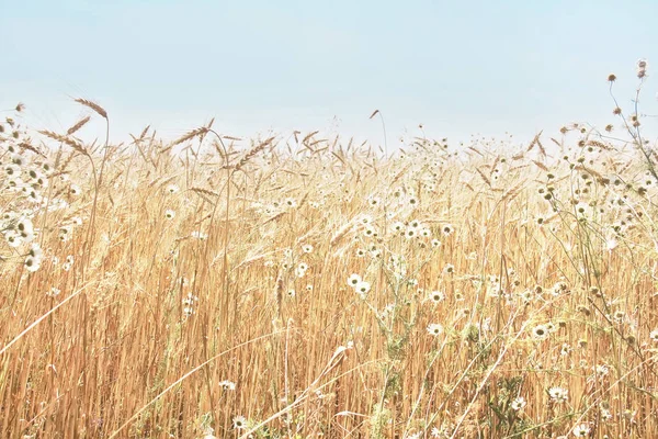 Ripe Spikelets Rye Chamomile Flowers Blue Sky Summer Field — Stock Photo, Image