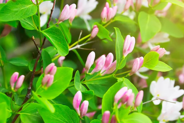 Lonicera xylosteum (cüce Hanımeli veya sinek woodbine) pembe çiçekler. Güzel bahar arka plan