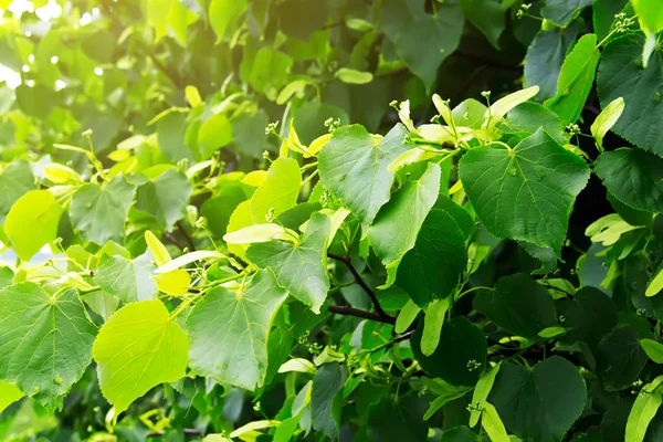 Tilia cordata (küçük yapraklı kireç, littleleaf ıhlamur veya ıhlamur küçük yapraklı) dallarında. Yaz backgroung