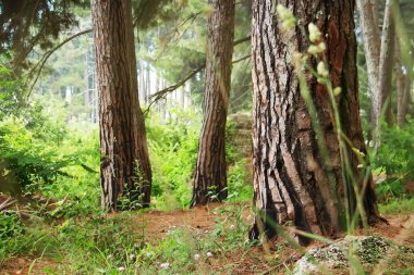 Çam ormanı. Relict ağaçlar (Pinus Pityusa, Pinus Brutia, kızılçam). Gagra, Abhazya.