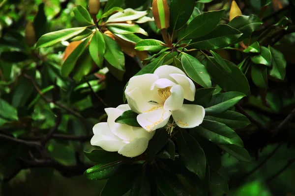 Magnolia grandiflora büyük beyaz çiçekler. Güney Manolya (veya boğa defne) çiçek.