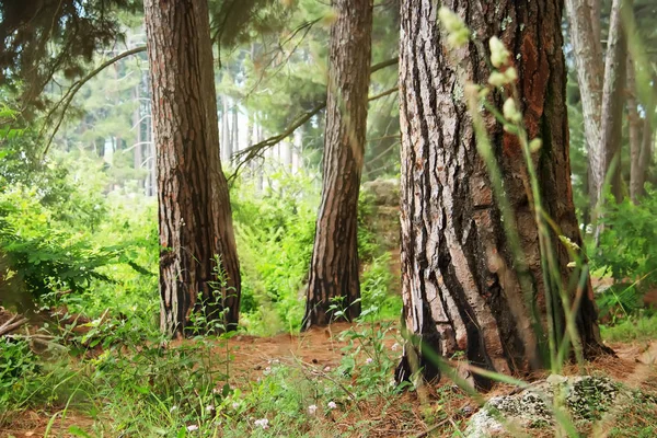 Çam ormanı. Relict ağaçlar (Pinus Pityusa, Pinus Brutia, kızılçam). Gagra, Abhazya.