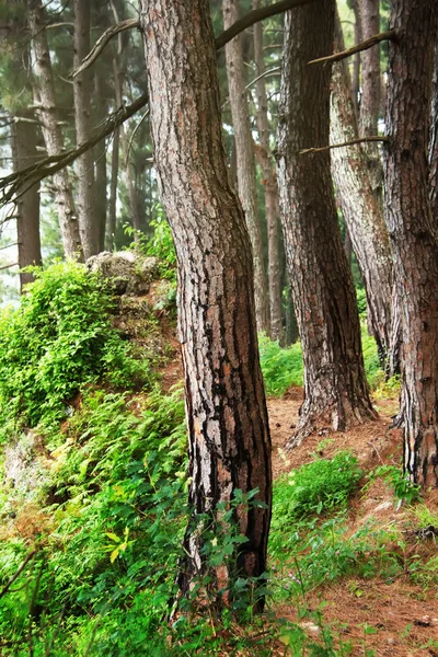Bosque Pinos Relicto Árboles Pinus Pityusa Pinus Brutia Pino Turco —  Fotos de Stock