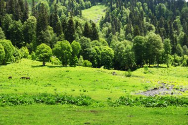 Yaz dağ manzarası. Kafkas Dağları, Avadhara, Abhazya Cumhuriyeti.