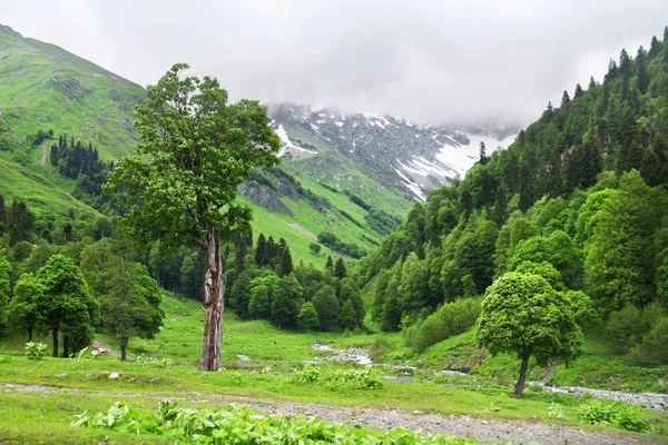 Горный Пейзаж Кавказские Горы Летом Авадхара Республика Абхазия — стоковое фото