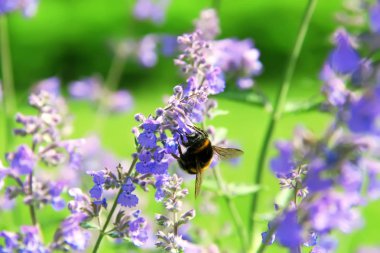Bumblebee collecting flower pollen. Flowers of Nepeta cataria (catnip, catswort, catmint). Floral background clipart