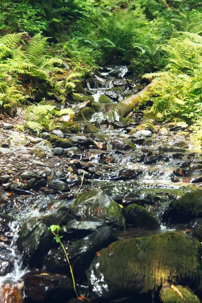 Mountain stream flowing over the mossy stones in a summer forest. Rosa Khutor Alpine Resort. Estosadok, Sochi, Russia.