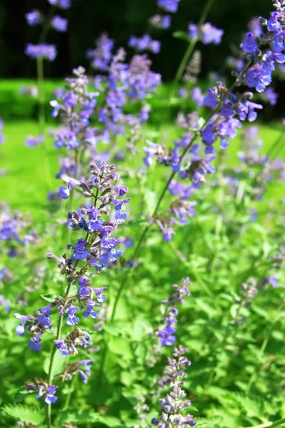 Nepeta cataria (kedi otu, catswort, catmint) mavi çiçekler. Çiçek arka plan