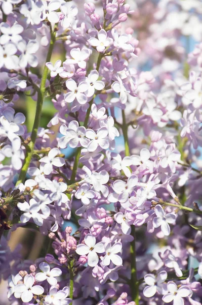 Rami Fioriti Lilla Siringa Fiore Sfondo Primavera — Foto Stock