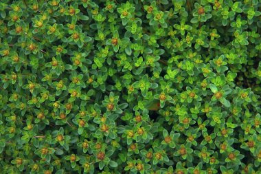 Timus (kekik) yaz bahçesinde. Doğa arka plan yakın çekim