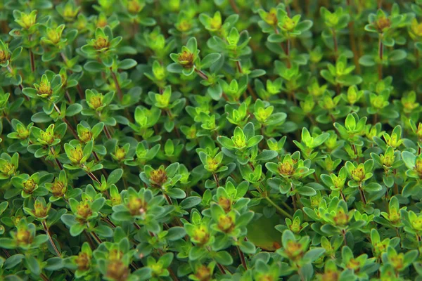 Bräss Timjan Sommaräng Natur Bakgrund Närbild — Stockfoto