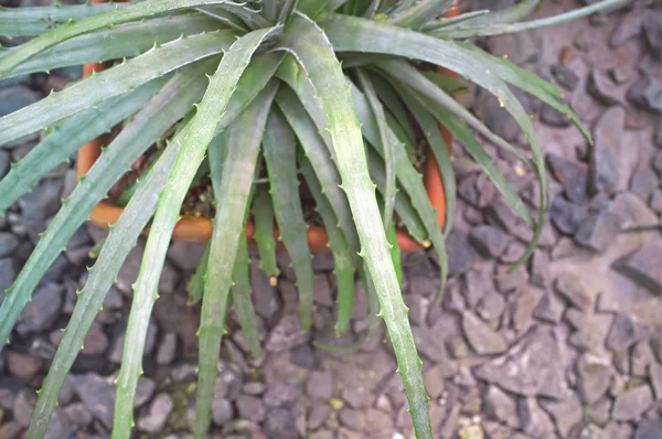 Houseplant Aloe Doniczce Tło Przyrodnicze — Zdjęcie stockowe