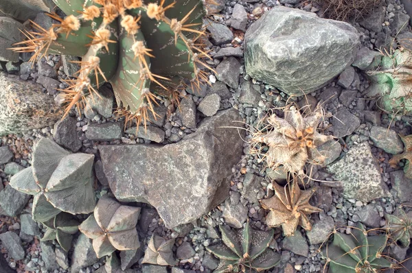 Cactuses Zahradě Úklid Domácích Zařízení Přírodní Pozadí — Stock fotografie