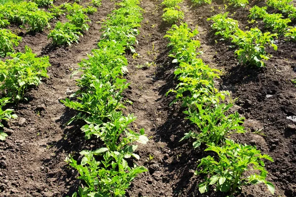 Yeşil patates çalılar bir yaz güneşli alanda. Sebze yetiştiriciliği.