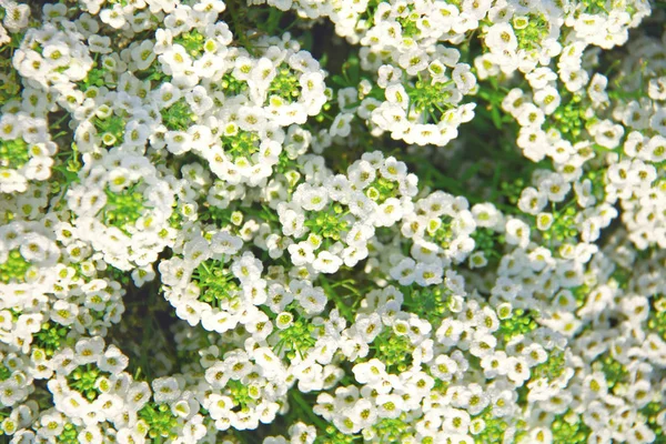 Pequenas Flores Brancas Alyssum Close Fundo Floral — Fotografia de Stock