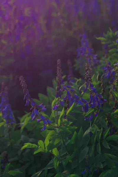 Galega officinalis (İtalyan fitch veya profesör-weed) çiçek. Bir yaz çayırgüzel menekşe çiçekleri.