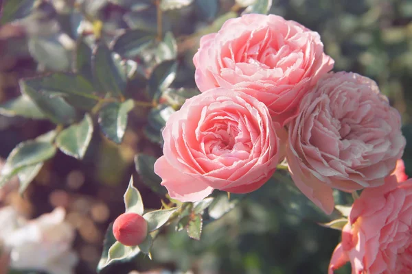 Розовые Розы Расцвете Крупным Планом Красивые Розы Саду Розы Саду — стоковое фото