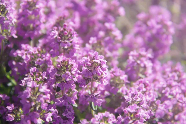 Timo Fiore Fiori Lilla Timo Prato Estivo Sfondo Della Natura — Foto Stock