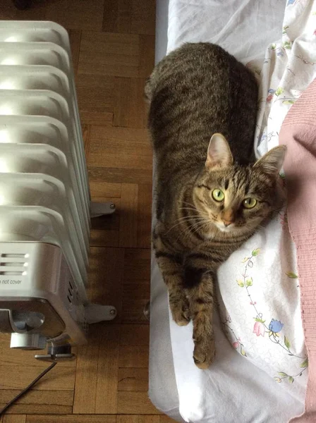 Cat Next Radiator Winter — Stock Photo, Image