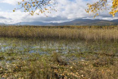 11.10.2018 Rusya. Sikhote-Alin devlet doğa biyosfer rezervi adını K. G. Abramov 'dan almıştır.