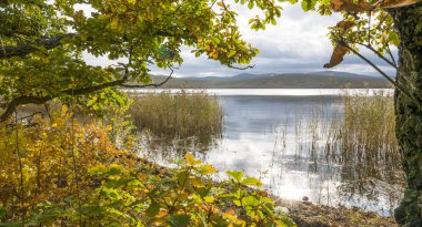 11.10.2018 Rusya. Sikhote-Alin devlet doğa biyosfer rezervi adını K. G. Abramov 'dan almıştır.