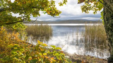 11.10.2018 Rusya. Sikhote-Alin devlet doğa biyosfer rezervi adını K. G. Abramov 'dan almıştır.