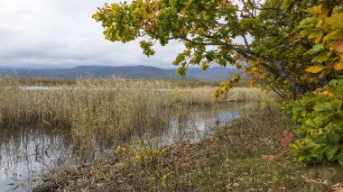 11.10.2018 Rusya. Sikhote-Alin devlet doğa biyosfer rezervi adını K. G. Abramov 'dan almıştır.