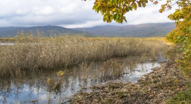 11.10.2018 Rusya. Sikhote-Alin devlet doğa biyosfer rezervi adını K. G. Abramov 'dan almıştır.