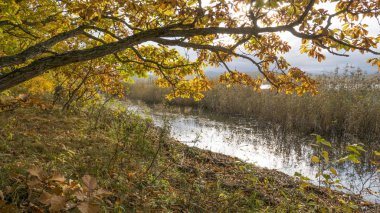 11.10.2018 Rusya. Sikhote-Alin devlet doğa biyosfer rezervi adını K. G. Abramov 'dan almıştır.