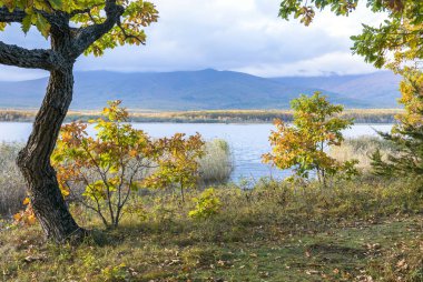 11.10.2018 Rusya. Sikhote-Alin devlet doğa biyosfer rezervi adını K. G. Abramov 'dan almıştır.