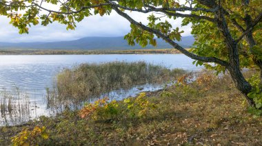 11.10.2018 Rusya. Sikhote-Alin devlet doğa biyosfer rezervi adını K. G. Abramov 'dan almıştır.