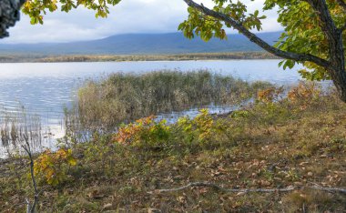 11.10.2018 Rusya. Sikhote-Alin devlet doğa biyosfer rezervi adını K. G. Abramov 'dan almıştır.