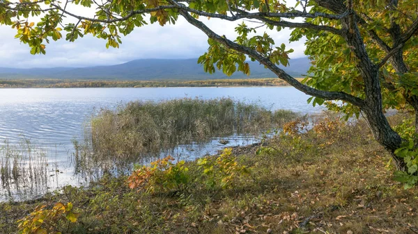 11.10.2018 Rusya. Sikhote-Alin devlet doğa biyosfer rezervi adını K. G. Abramov 'dan almıştır.
