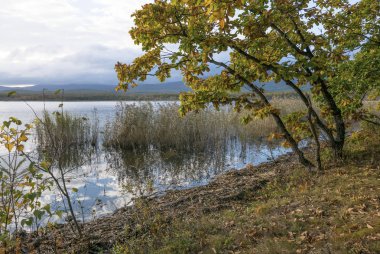 11.10.2018 Rusya. Sikhote-Alin devlet doğa biyosfer rezervi adını K. G. Abramov 'dan almıştır.