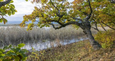 11.10.2018 Rusya. Sikhote-Alin devlet doğa biyosfer rezervi adını K. G. Abramov 'dan almıştır.