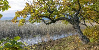11.10.2018 Rusya. Sikhote-Alin devlet doğa biyosfer rezervi adını K. G. Abramov 'dan almıştır.