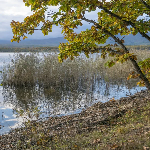 2018年10月11日Sikhote Alin州自然生物圈保护区 Abramov命名 — 图库照片