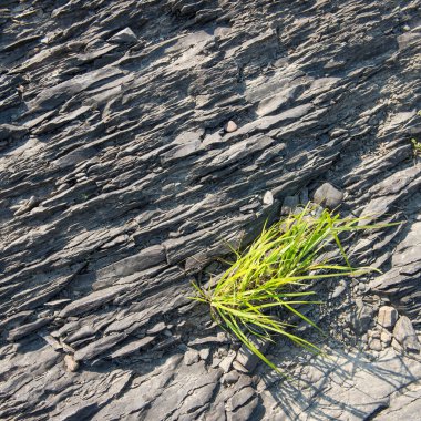 - Rusya. Tomsk bölgesi. Mavi Uçurum Taşları.