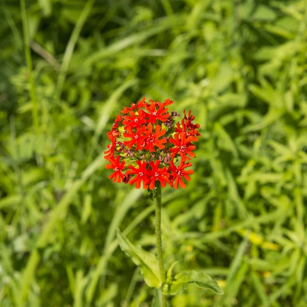 Russland Gebiet Tomsk Rote Blume Auf Der Wiese — Stockfoto