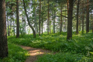       Blue cliff bölgesinde bir yaz ormanının fotoğrafı..