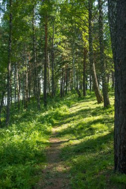       Blue cliff bölgesinde bir yaz ormanının fotoğrafı..