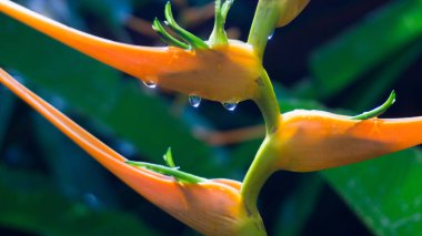 Su damlalı cennet kuşu