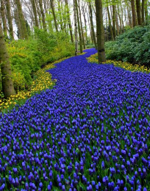 Çiçekten mavi nehir