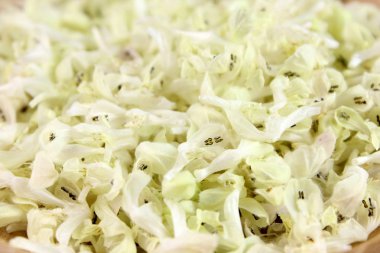 Taze beyaz ısırgan çiçeği, çiçek, çiçek arka plan