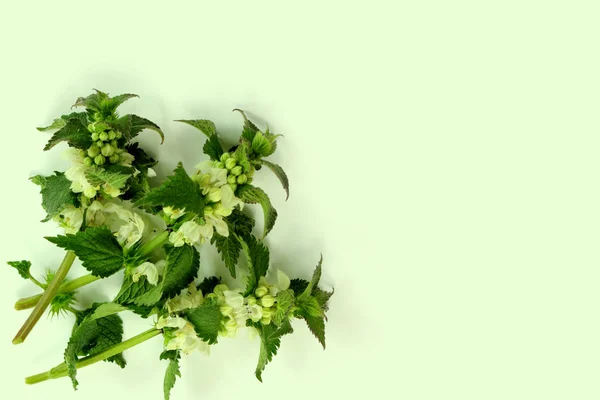 Lamium album-bílý Nettl na pastelově zeleném pozadí — Stock fotografie