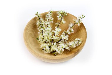 Beyaz arka planda Blackthorn çiçek dalları