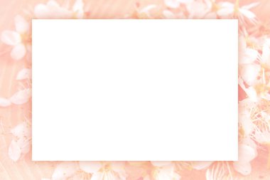 Blackthorn pastel arka plan, kağıt boş, bahar modern kavram