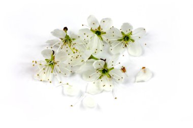 Blackthorn çiçekler gölge ile beyaz arka plan izole